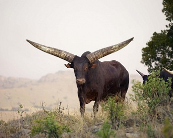 15531 h2048w2048gt.5