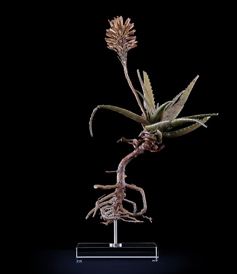 NIC BLADEN, ALOE AFRICANA
2016, BRONZE AND STERLING SILVER
