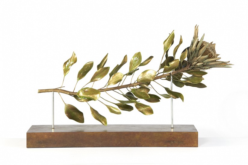 NIC BLADEN, PROTEA CYNAROIDES CUTTING
2019, BRONZE