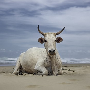 xhosa cow sitting on the shore. noxova eastern cape south africa 5 december 2019. the bovine prophecy. dnaude
