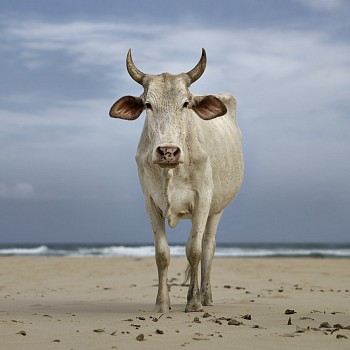 xhosa nguni cow on the shore. mpande eastern cape south africa 21 january 2019. the bovine prophecy. dnaude