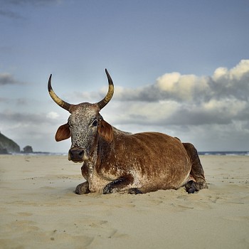 xhosa nguni cow sitting on the shore. mpande eastern cape south africa 10 january 2019. the bovine prophecy. dnaude