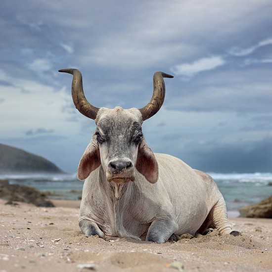 DANIEL NAUDE', XHOSA OX SITTING ON THE SHORE. HLULEKA, EASTERN CAPE, SOUTH AFRICA, 4 DECEMBER 2019
2019, LIGHTJET C-PRINT