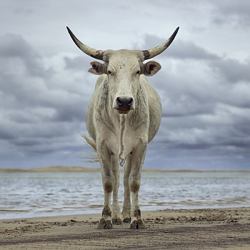 xhosa cow on the shore. kei river mouth eastern cape south africa 9 december 2019. the bovine prophecy. dnaude