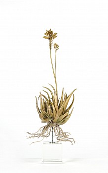 aloe lemon drop 2 stem white