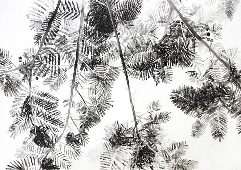 TANYA POOLE, TREES #5
KANDAHAR INK ON HAHNEMUHLE PAPER