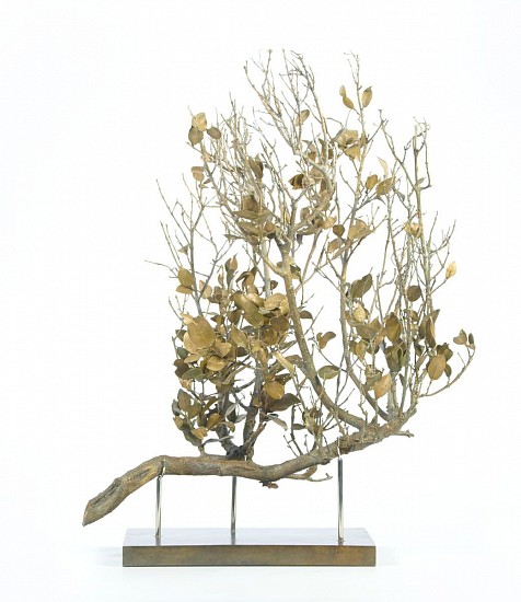 NIC BLADEN, CHIONANTHUS FOVEOLATUS
2022, BRONZE