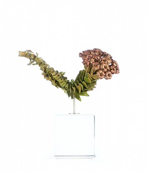 NIC BLADEN, CRASSULA COCCINEA
2022, BRONZE