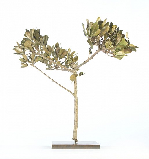 NIC BLADEN, CUSSONIA THYRSIFLORA
2022, BRONZE