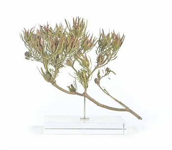 leucadendron salignum