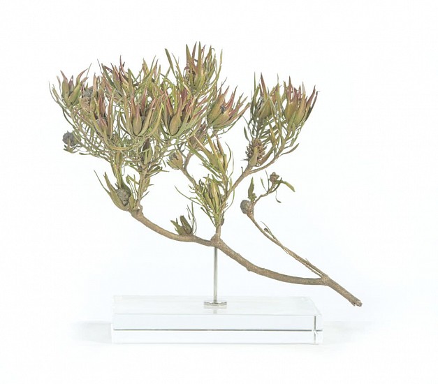 NIC BLADEN, LEUCADENDRON SALIGNUM
2022, BRONZE