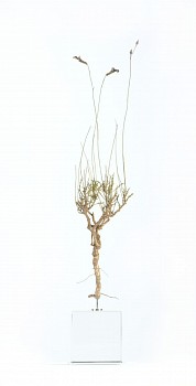 lobelia coronopifolia