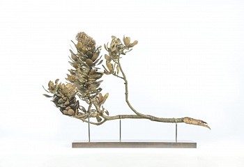 ls conocarpodendron ssp. viridum medium