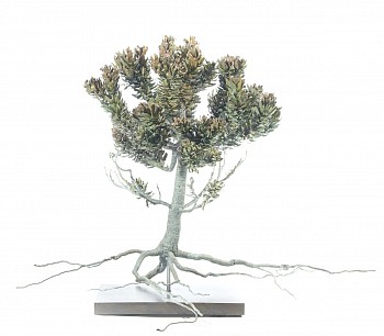 mimetes fimbrifolius