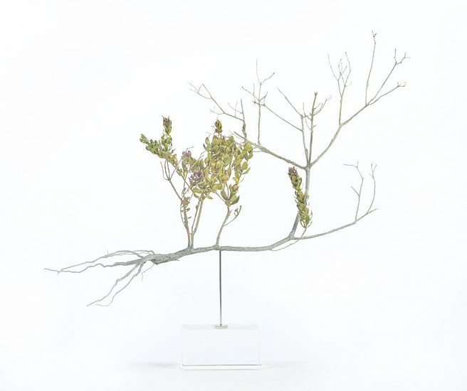 NIC BLADEN, POLYGALA MYRTIFOLIA
2022, BRONZE