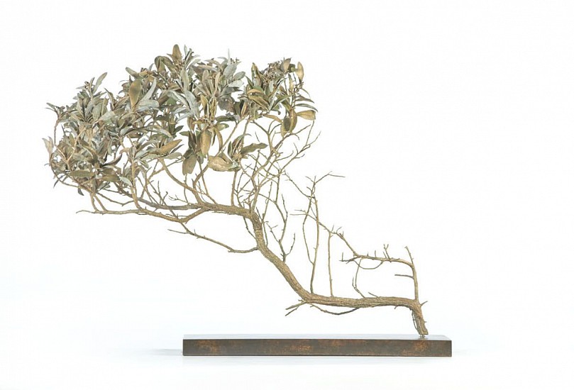 NIC BLADEN, TARCHONANTHUS LITTORALIS
2022, BRONZE