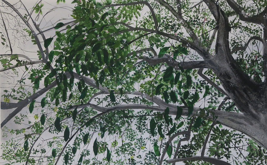 ARABELLA CACCIA, NATAL MAHOGANY CANOPY
2023, Mixed Media on Paper