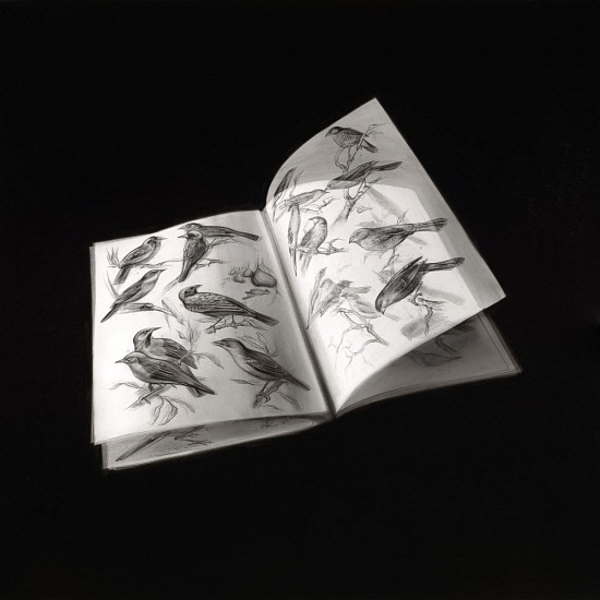 HENK SERFONTEIN, TURNING PAGES: INDIGENOUS BIRDS I
CHARCOAL AND MIXED MEDIA ON ARCHIVAL PAPER