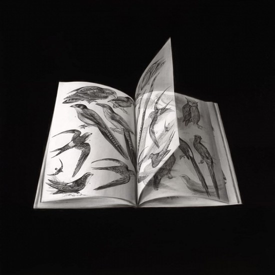 HENK SERFONTEIN, TURNING PAGES: INDIGENOUS BIRDS II
CHARCOAL AND MIXED MEDIA ON ARCHIVAL PAPER