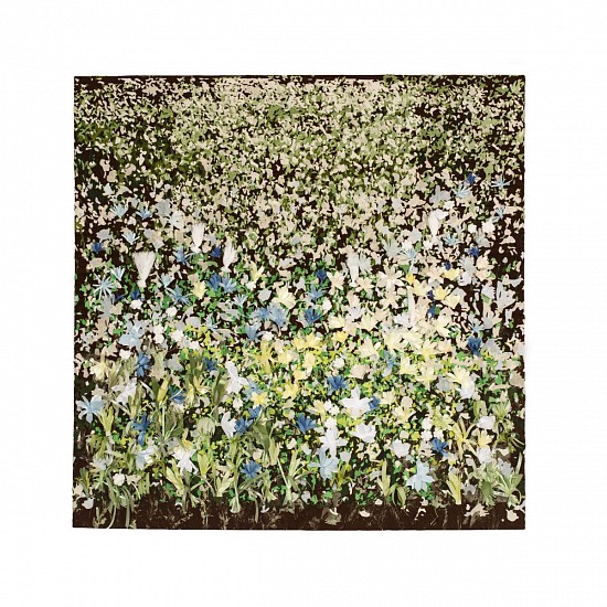 ARABELLA CACCIA, DAISIES, NAMAKWA DISTRICT, NORTHERN CAPE,
EMBROIDERY APPLIQUE ON HAND PAINTED SILK