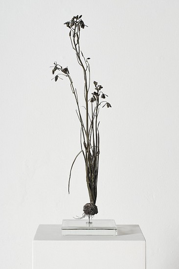 NIC BLADEN, ALBUCA FLACIDA
2025, BRONZE(UNIQUE)